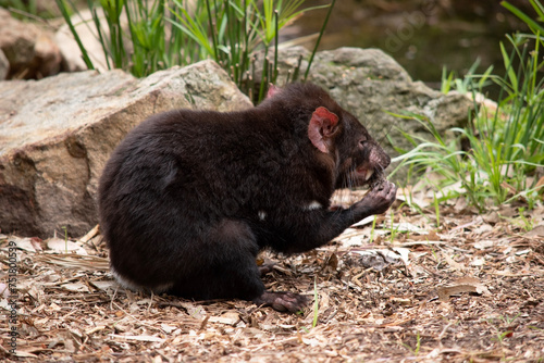 Tasmanian Devils have black fur with a large white stripe across their breast and the odd line on their back. © susan flashman