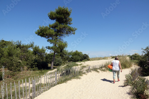 In den Duenen an der Ile de Re, Frankreich photo