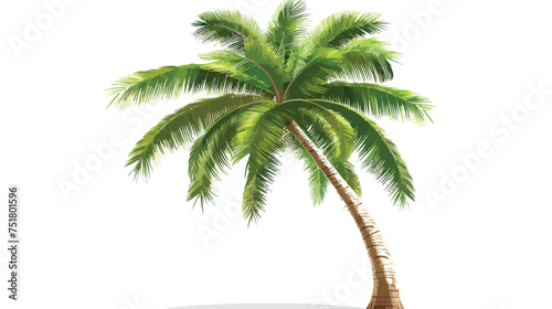 Palm tree with coconut in white background isolated