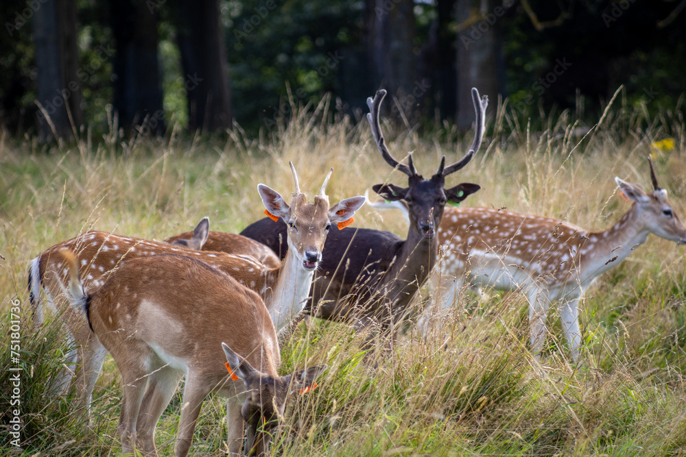 Obraz premium Herd of young wild deer and with big crows running on fresh grass in Phoenix Park in Dublin, Ireland. The 708-hectare park is connected to the 