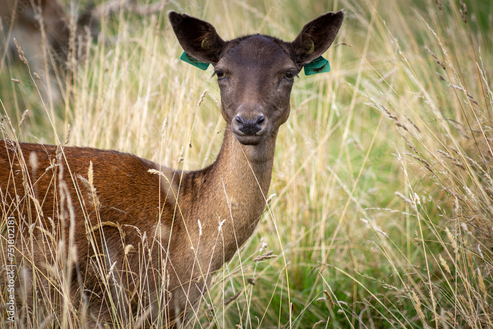 Herd of young wild deer and with big crows running on fresh grass in Phoenix Park in Dublin, Ireland. The 708-hectare park is connected to the Herd of young wild deer and with big crows running on fresh grass in Phoenix Park in Dublin, Ireland. The 708-hectare park is connected to the