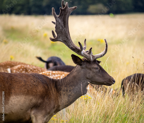 Herd of young wild deer and with big crows running on fresh grass in Phoenix Park in Dublin, Ireland. The 708-hectare park is connected to the "Dublin jockey area", with birds, a zoo and a fortress.