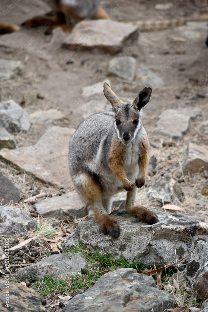 The Yellow-footed Rock-wallaby is brightly coloured with a white cheek stripe and orange ears. It is fawn-grey above with a white side-stripe, and a brown and white hip-stripe. The Yellow-footed Rock-wallaby is brightly coloured with a white cheek stripe and orange ears. It is fawn-grey above with a white side-stripe, and a brown and white hip-stripe.