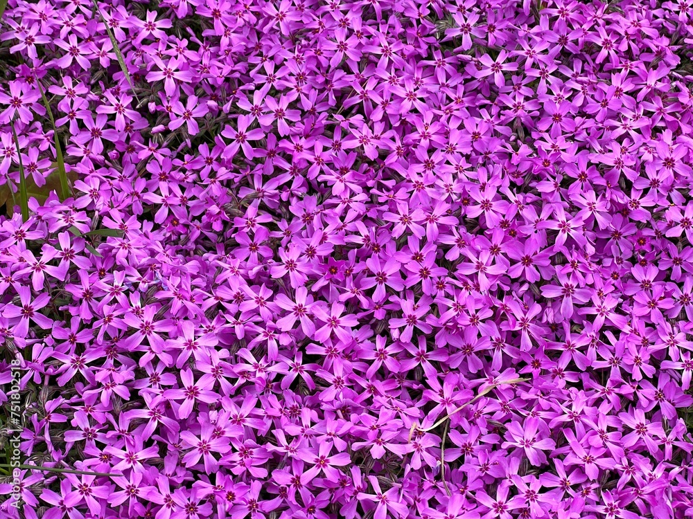 Pink flowers alpine phlox plant Pink flowers alpine phlox plant
