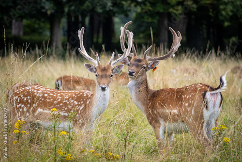 Photography Herd of young wild deer and with big crows running on fresh grass in Phoenix Park in Dublin, Ireland