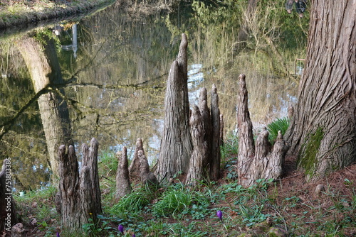 Racines aériennes du cyprès des étangs Taxodium photo