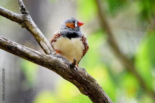 the male zebra finch has a grey body with a white under belly with a black and white tail. It has orange cheeks and black stripe on its face