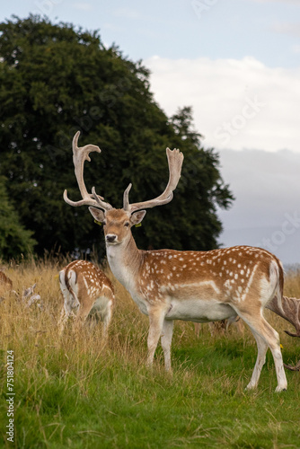 Herd of young wild deer and with big crows running on fresh grass in Phoenix Park in Dublin  Ireland. The 708-hectare park is connected to the  Dublin jockey area   with birds  a zoo and a fortress.