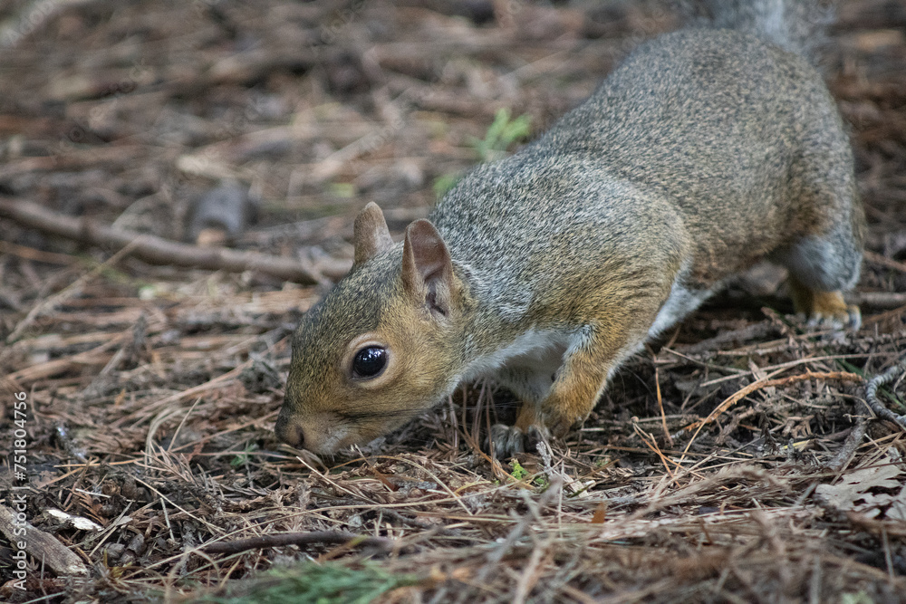 Charming squirrel on fallen pine leaves in National Botanic Gardens, Dublin, Ireland. Large area with naturalist sections, formal gardens, an arboretum and a greenhouse with Victorian palms. Charming squirrel on fallen pine leaves in National Botanic Gardens, Dublin, Ireland. Large area with naturalist sections, formal gardens, an arboretum and a greenhouse with Victorian palms.