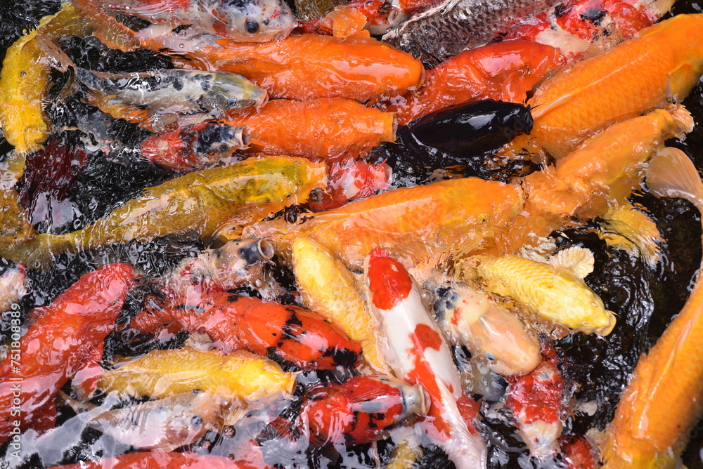 The beautiful color Koi fishes swimming The beautiful color Koi fishes swimming