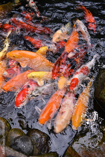 The beautiful color Koi fishes swimming