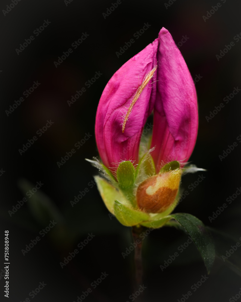 Azalea Bud Azalea Bud