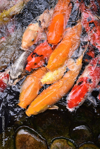 The beautiful color Koi fishes swimming