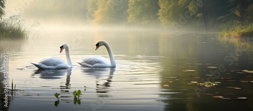 Two elegant mute swans gracefully swim in a mist-covered lake, gliding near the serene shore. The fog adds an ethereal quality to the scene. © pngking