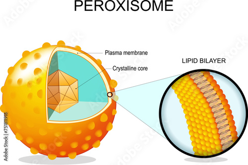 Peroxisome anatomy. Cross section of a cell organelle photo