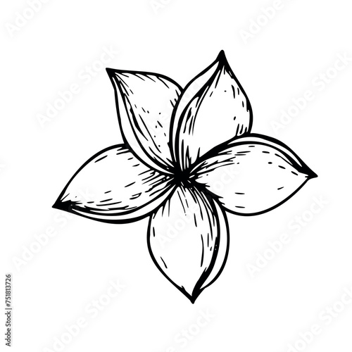 Tropical vector plumeria flower illustration on isolated background. Beautiful botanical hand painted linear exotic frangipani. For designers, spa decoration, postcards, wedding, greetings, wallpapers