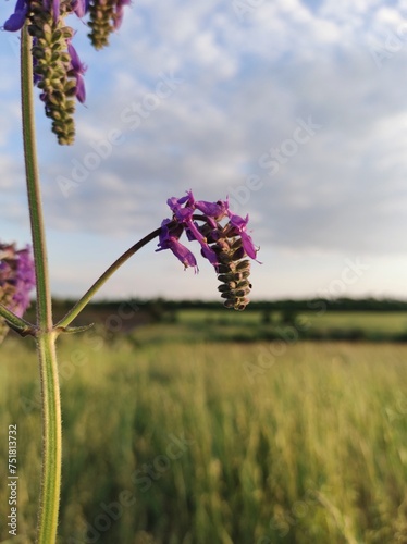 Fototapeta Naklejka Na Ścianę i Meble -  purple flower in the field 