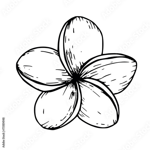 Tropical vector plumeria flower illustration on isolated background. Beautiful botanical hand painted linear exotic frangipani. For designers, spa decoration, postcards, wedding, greetings, wallpapers