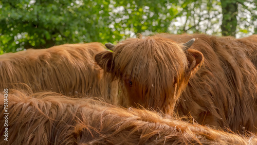 Młoda szkocka krowa wyżynna (highlander) wśród „morza” swoich krewnych w wiosenny dzień.Zaciekawiona krowa z małymi rogami i kudłatymi, długimi, rudymi włosami uniosła głowę ponad rudymi grzbietami .