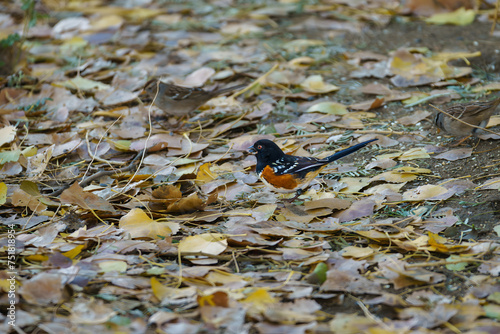 Spotted Towhee bird with a sunflower seed in its mouth photo