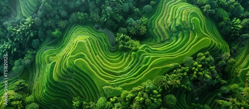 A view from above displaying a dense and vibrant green forest with various trees and vegetation.