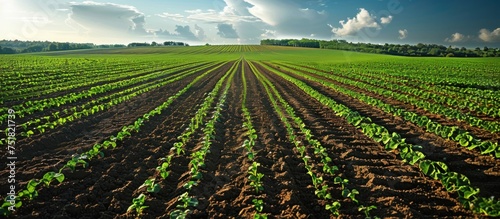 A vast field filled with rows of green plants stretches under a clear blue sky.