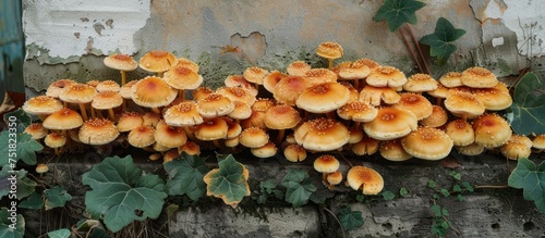 Various sizes and colors of mushrooms growing in a cluster on a wall surface. photo