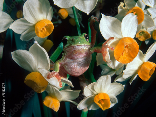 Tree frog and daffodils, Sardinia, Italy photo