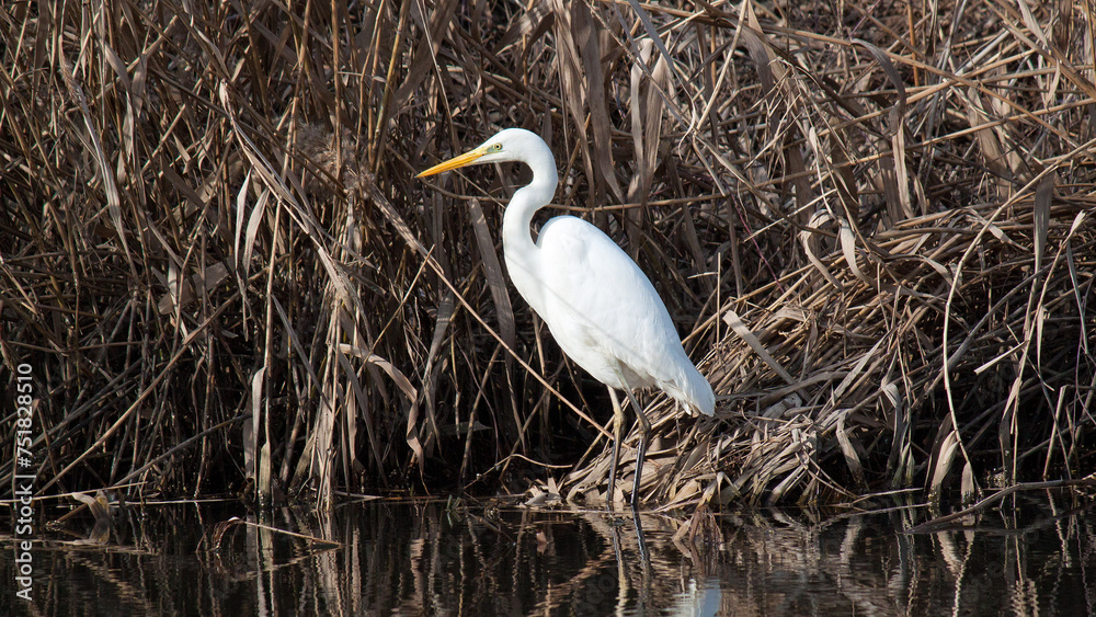 great blue heron great blue heron