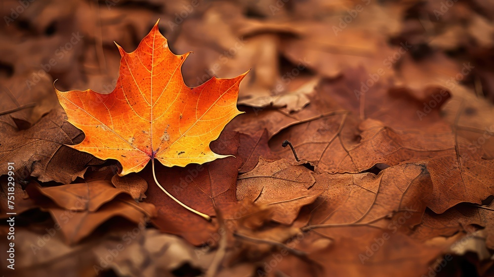 autumn leaf nature background