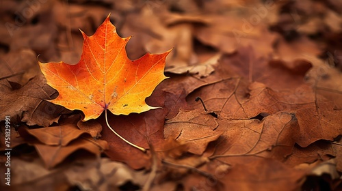 autumn leaf nature background