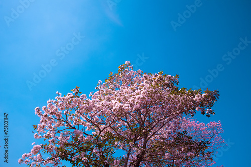 árbol rosado nacional de el salvador  maquilichuat