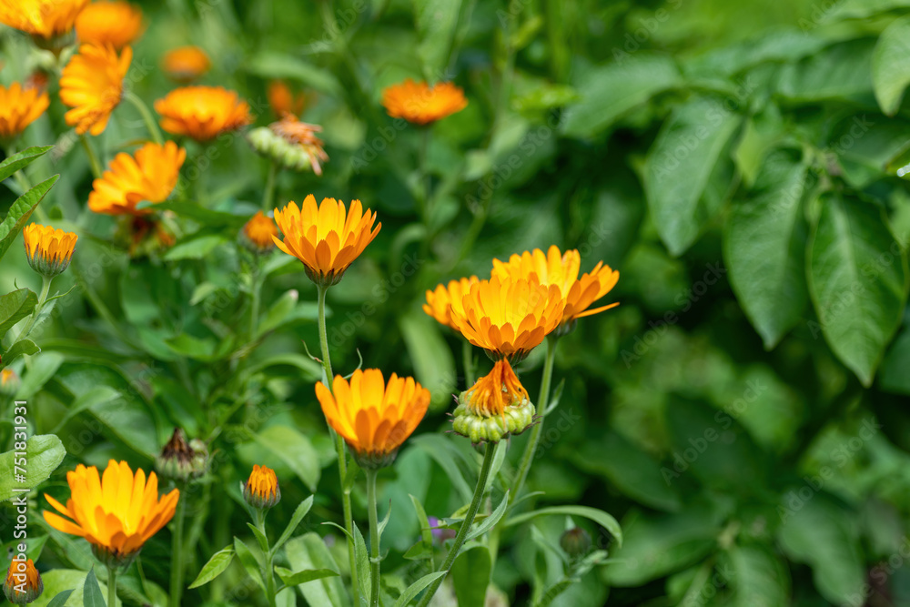 Beautiful calendula flowers in the garden Beautiful calendula flowers in the garden