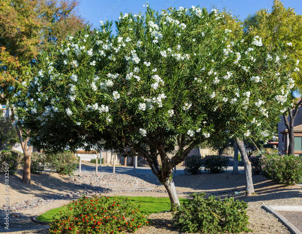 Naklejka premium White Oleander at Xeriscaped Road Side in Arizona xerisacping