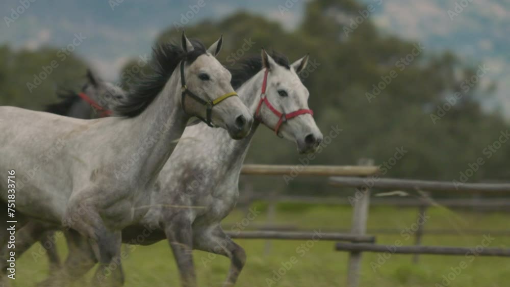 white horse in the field white horse in the field