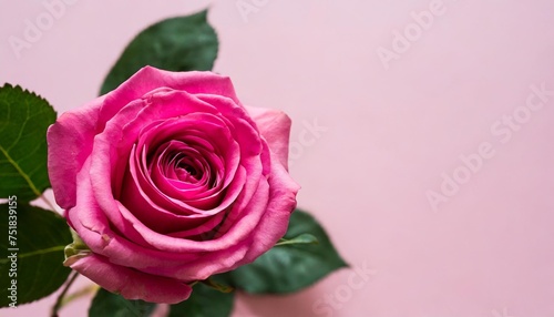 mother s day design concept background with pink rose flower on pink background © Deanne