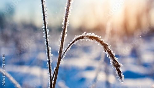 beautiful winter background blurred snowfall in the field dry blades of grass covered with snow and frost nature