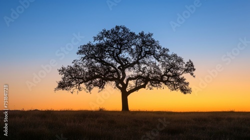 Silhouette of a tree at dusk, serene and stark.