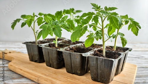 a pack of four tomato seedlings solanum lycopersicum or lycopersicon esculentum ready to be transplanted into a home garden isolated