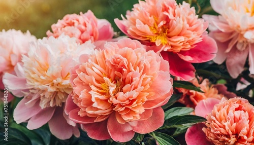 coral peony flowers background close up © Deanne