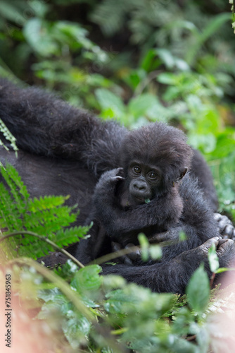 Gorilla Baby Eyes © George Erwin Turner