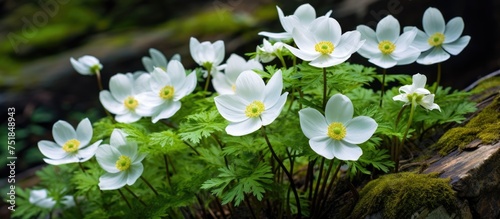 A cluster of white Anemone amurensis flowers is positioned on top of a sturdy rock. The delicate blooms contrast beautifully with the rough texture of the stone. photo