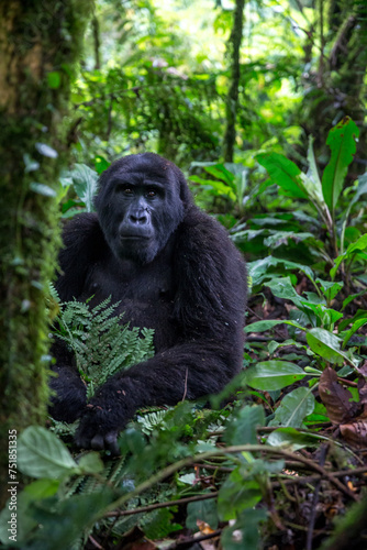 Gorilla in the Forest © George Erwin Turner
