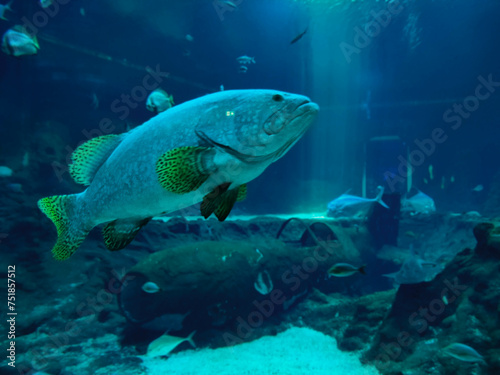 Obraz Akwarium ryby, oceanarium