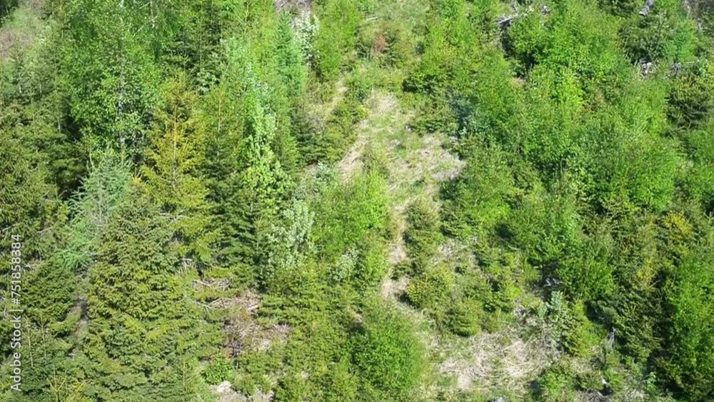 Mixed dense forest at the foothills Mixed dense forest at the foothills