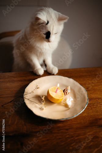 Curious white cat observing a candle on a plate photo