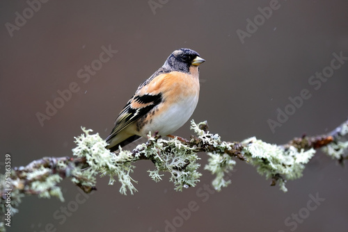 Elegantly perched, this brambling finch with striking black and orange markings stands out against the muted backdrop, adorned with lichen