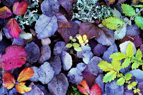 Colorful autumn leaves on forest floor photo