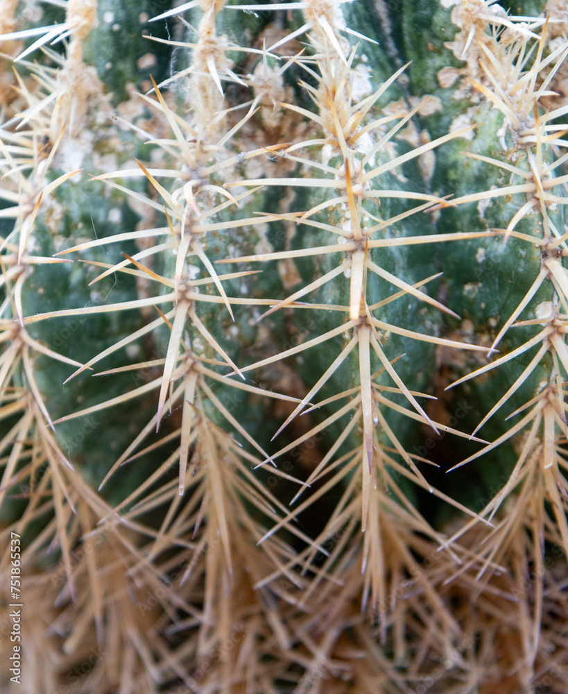 Cactus with spikes inside a greenhouse in National Botanic Gardens, Dublin, Ireland. Large area with naturalist sections, formal gardens, an arboretum and a greenhouse with Victorian palms. Cactus with spikes inside a greenhouse in National Botanic Gardens, Dublin, Ireland. Large area with naturalist sections, formal gardens, an arboretum and a greenhouse with Victorian palms.