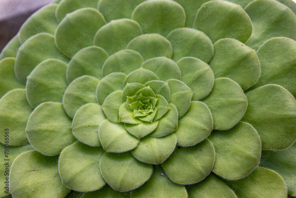 Obraz premium Aeonium glandulosum in National Botanic Gardens, Dublin, Ireland. Large area with naturalist sections, formal gardens, an arboretum and a greenhouse with Victorian palms.